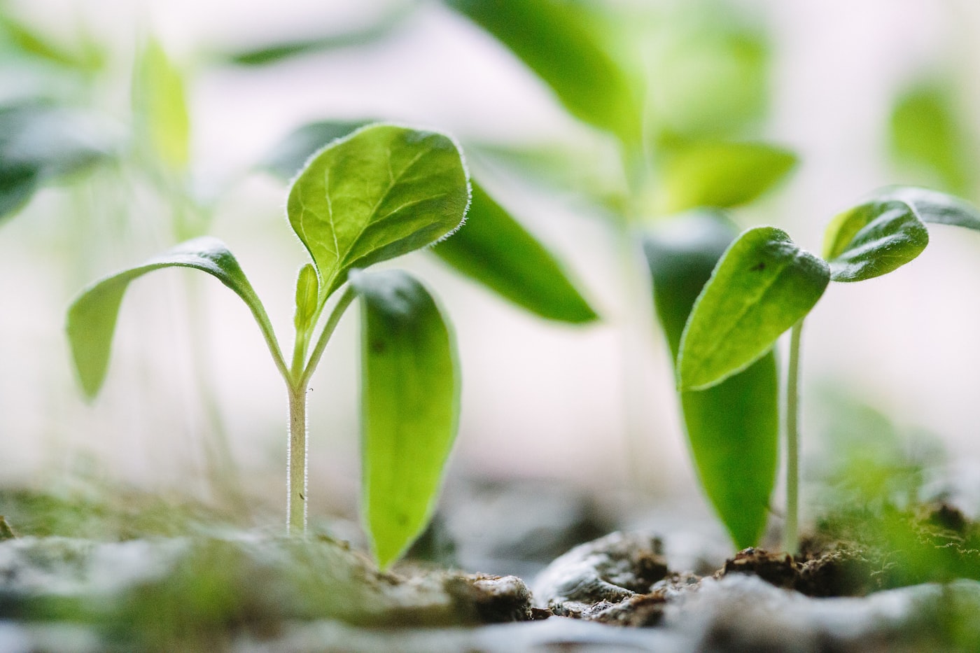 Pequenos brotos verdes nascendo da terra